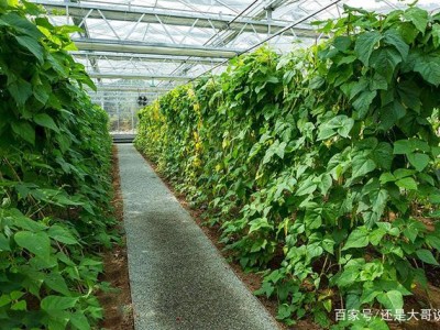 温室大棚蔬菜种植的六个误区，这样做就能很好的解决