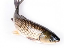 散养生态鱼- 水产招商